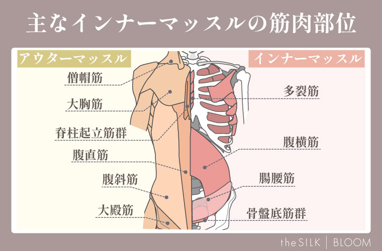 インナーマッスル図