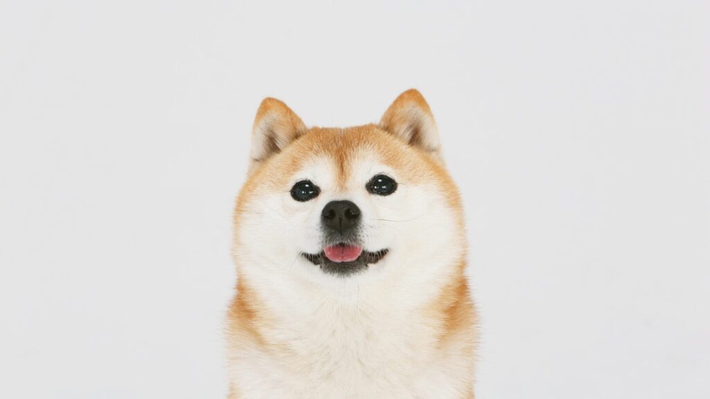 犬