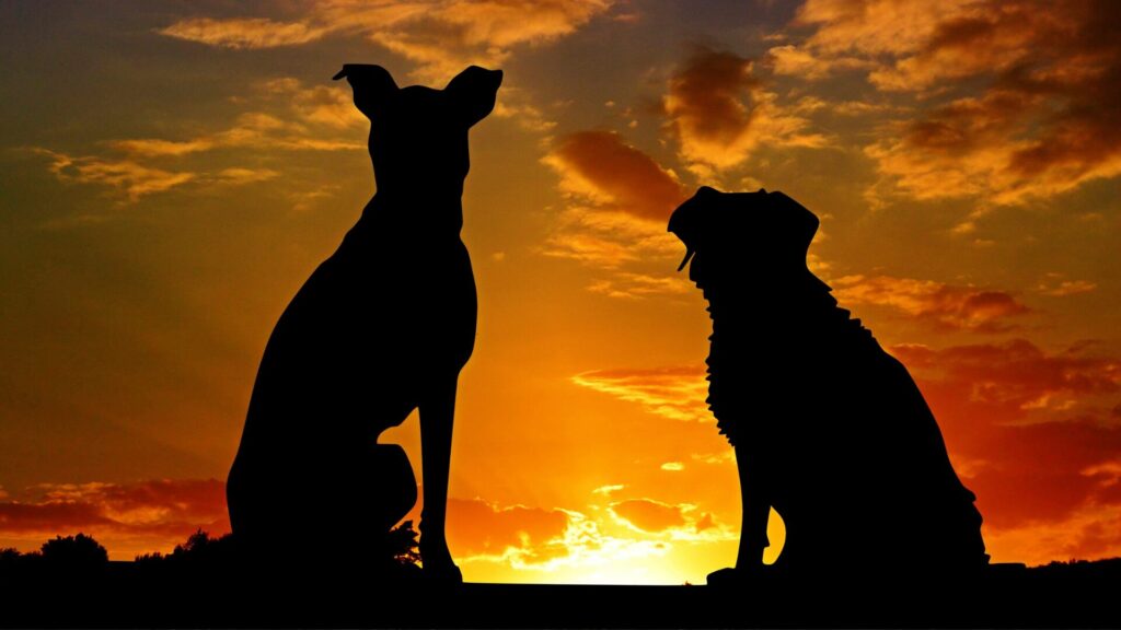 大型犬、小型犬