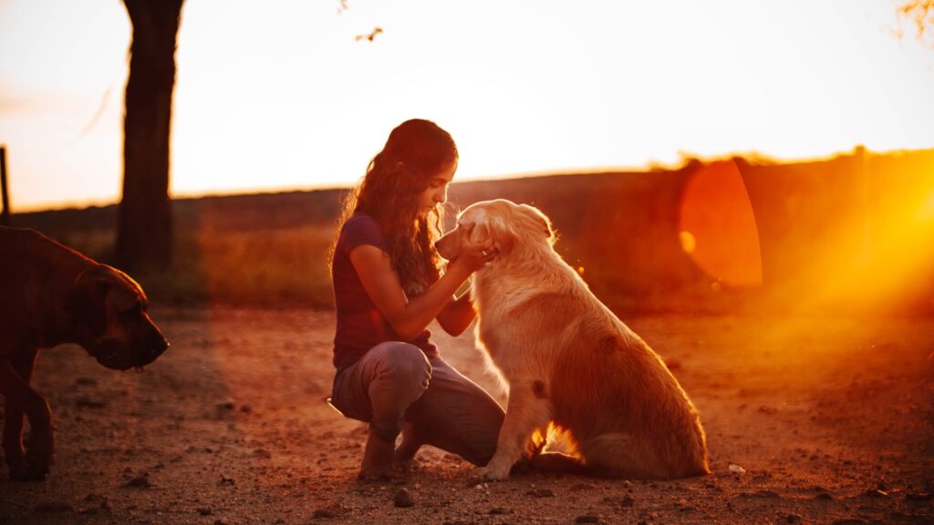 犬パートナー
