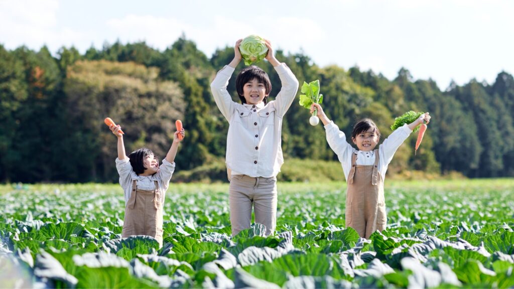 野菜の収穫