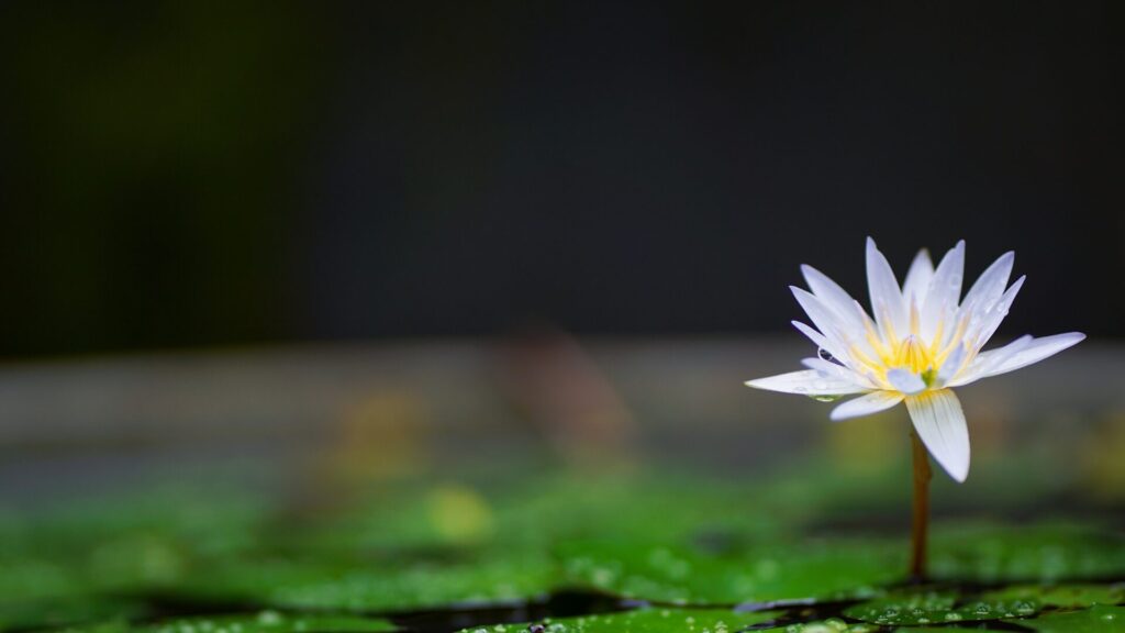 一輪の花