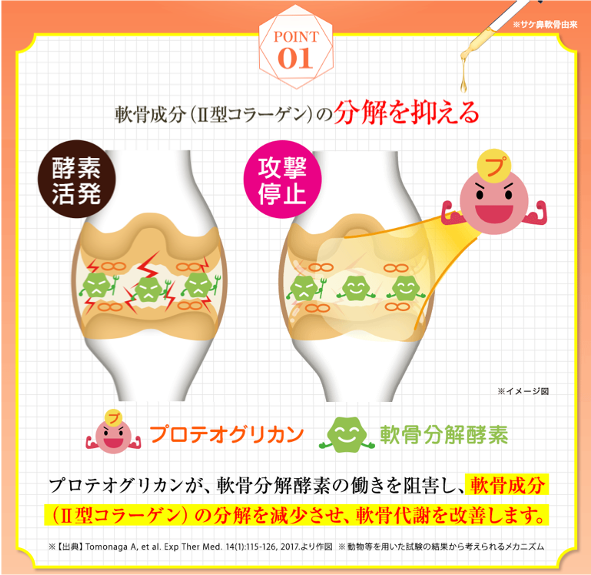 飲むひざ関節サプリ　リフリーラ　おすすめ理由１ 軟骨成分(Ⅱ型コラーゲン)の分解を抑える